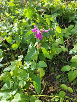 Imagem de Stachys bigelovii A. Gray