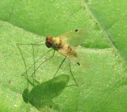 Image of Chrysopilus modestus Loew 1872