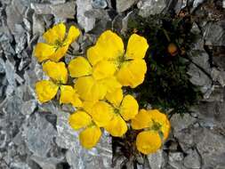 Imagem de Papaver aurantiacum Loisel.