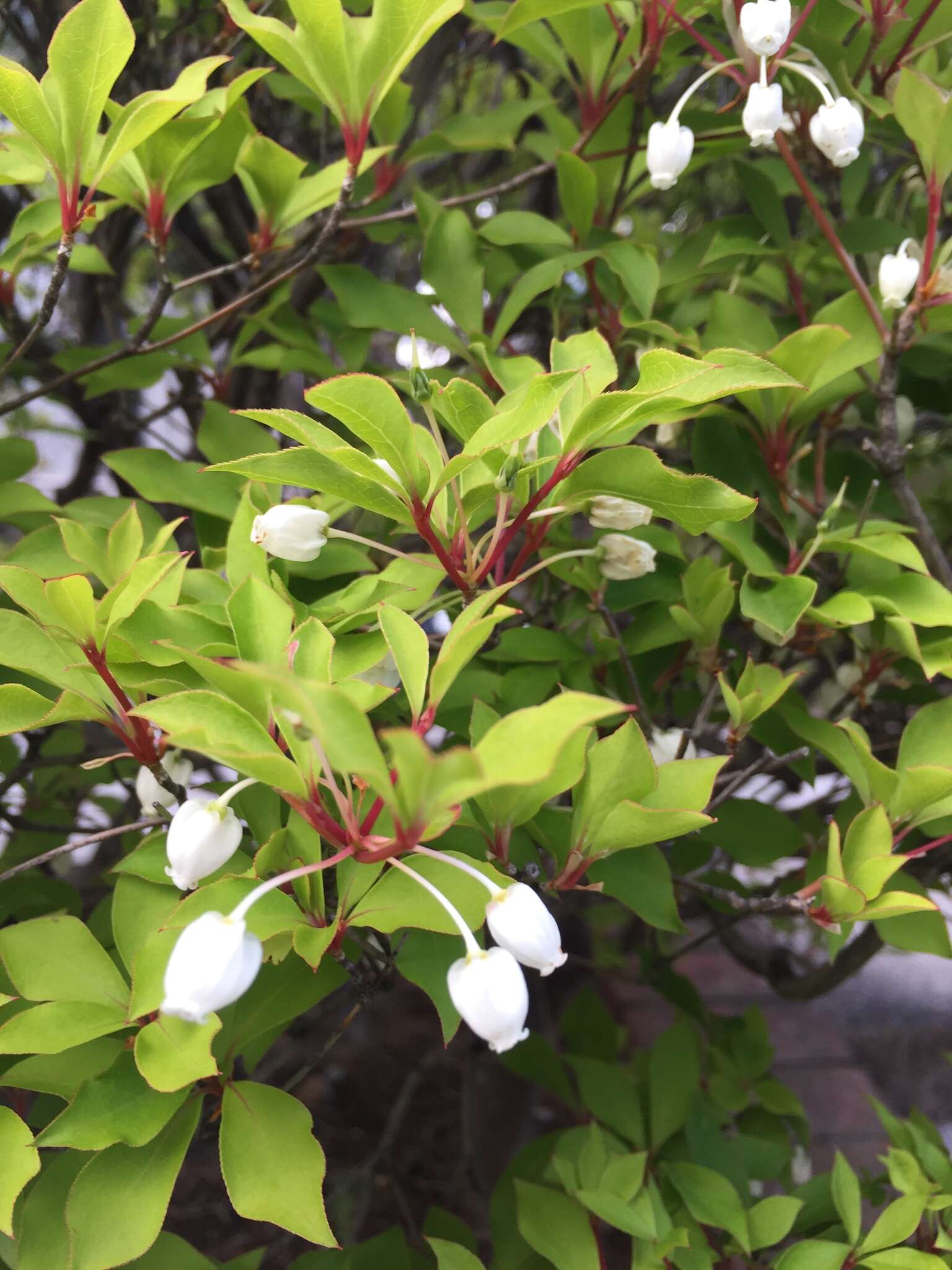 Image de Enkianthus perulatus (Miq.) Schneider