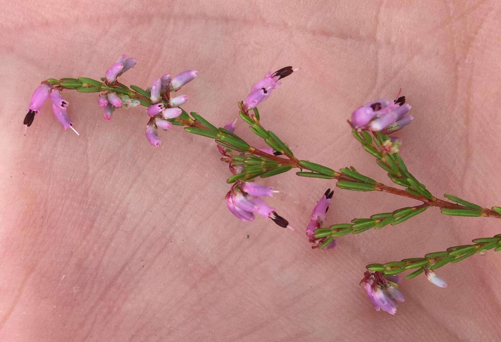 Image of Erica rosacea subsp. rosacea