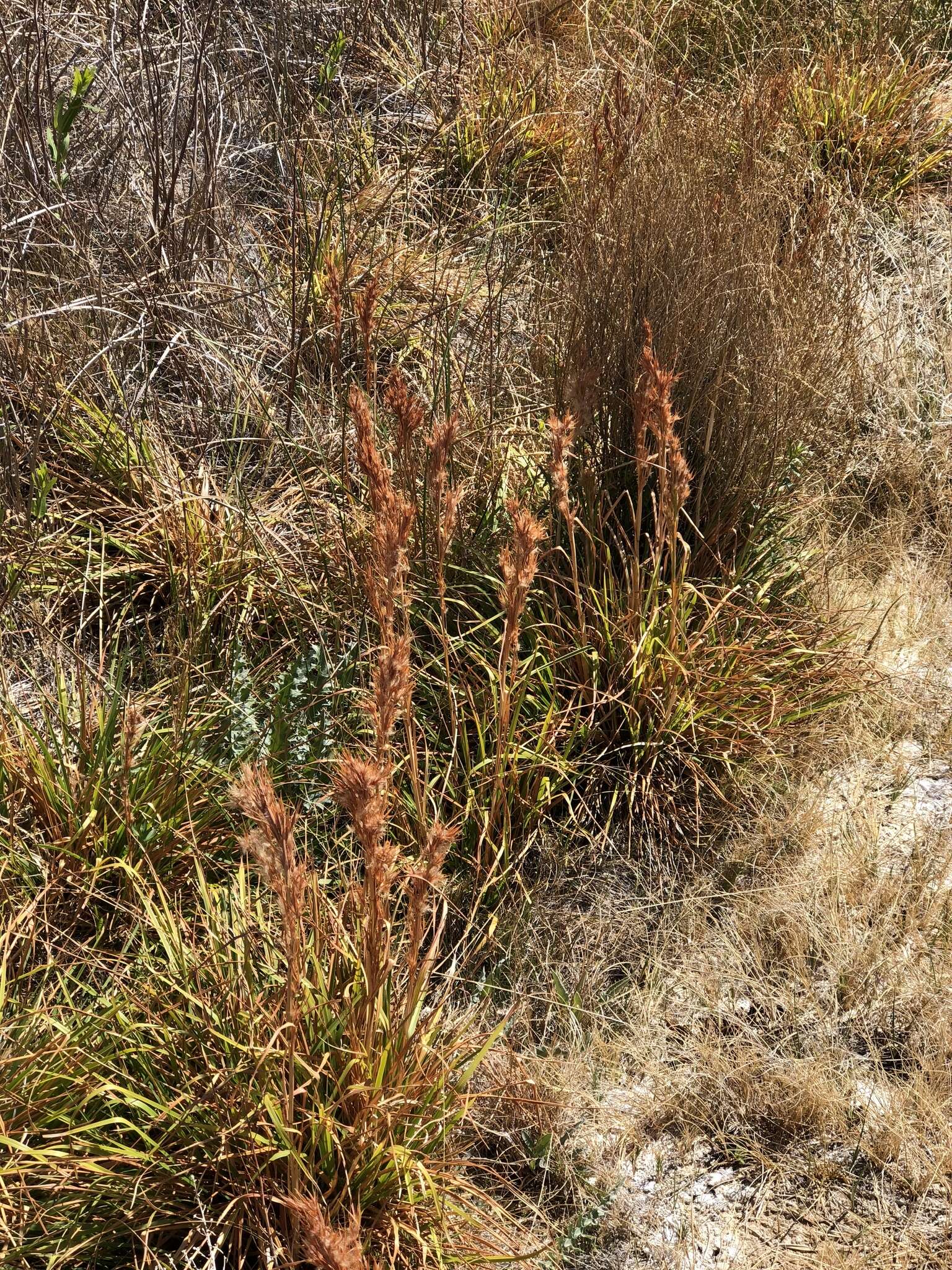 Image of Andropogon eremicus