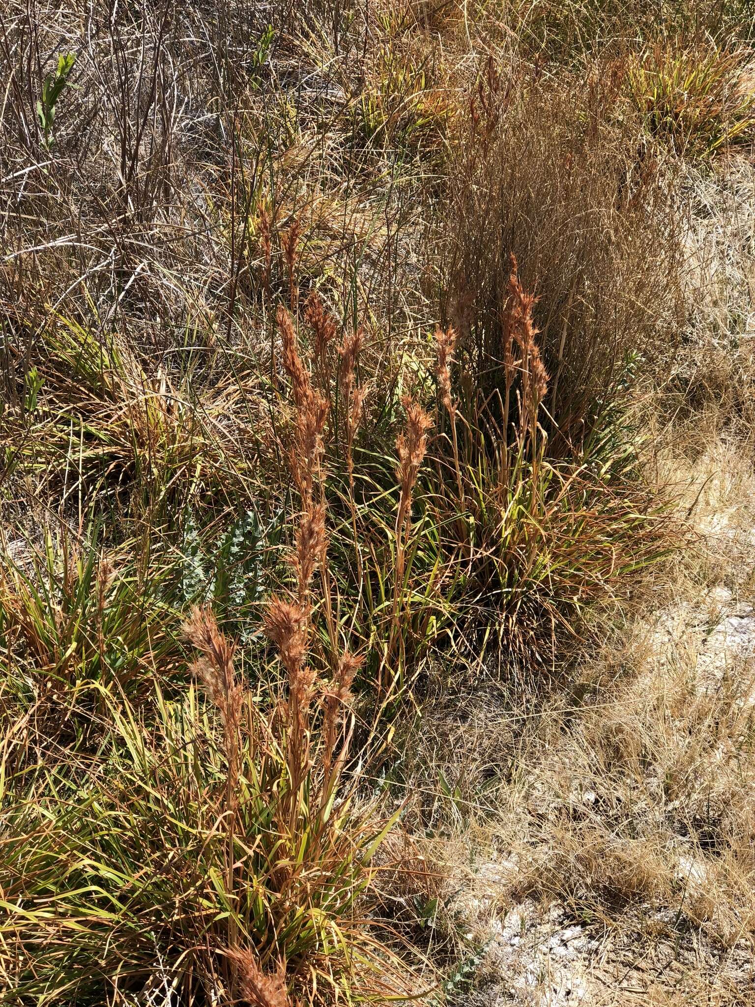 Imagem de Andropogon eremicus