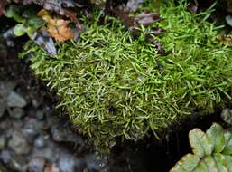 Image of Abrotanella caespitosa Petrie ex T. Kirk