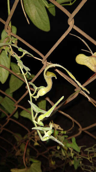 Image of Aristolochia pringlei Rose