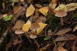 Image de Psathyrella olympiana A. H. Sm. 1941