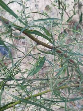 Image of Pringle's aster