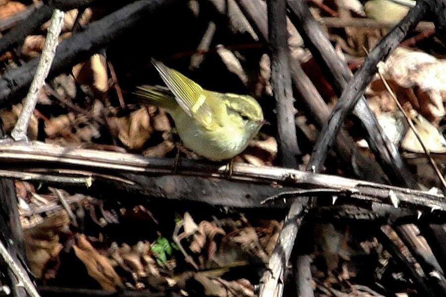 Phylloscopus chloronotus (Gray, JE, Gray & GR 1847) resmi