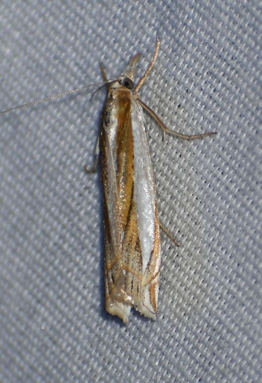 Image of Crambus harrisi Klots 1967