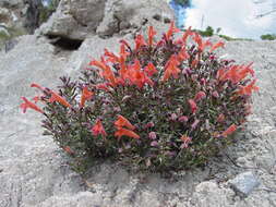 صورة Hedeoma ciliolata (Epling & W. S. Stewart) R. S. Irving