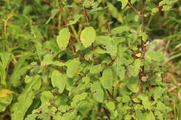 Image of deepblue honeysuckle