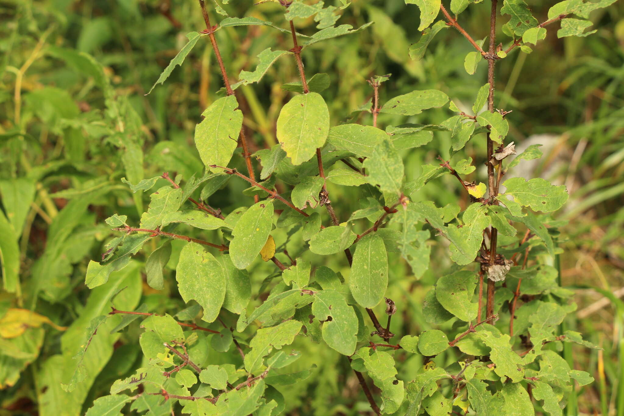 Image of deepblue honeysuckle