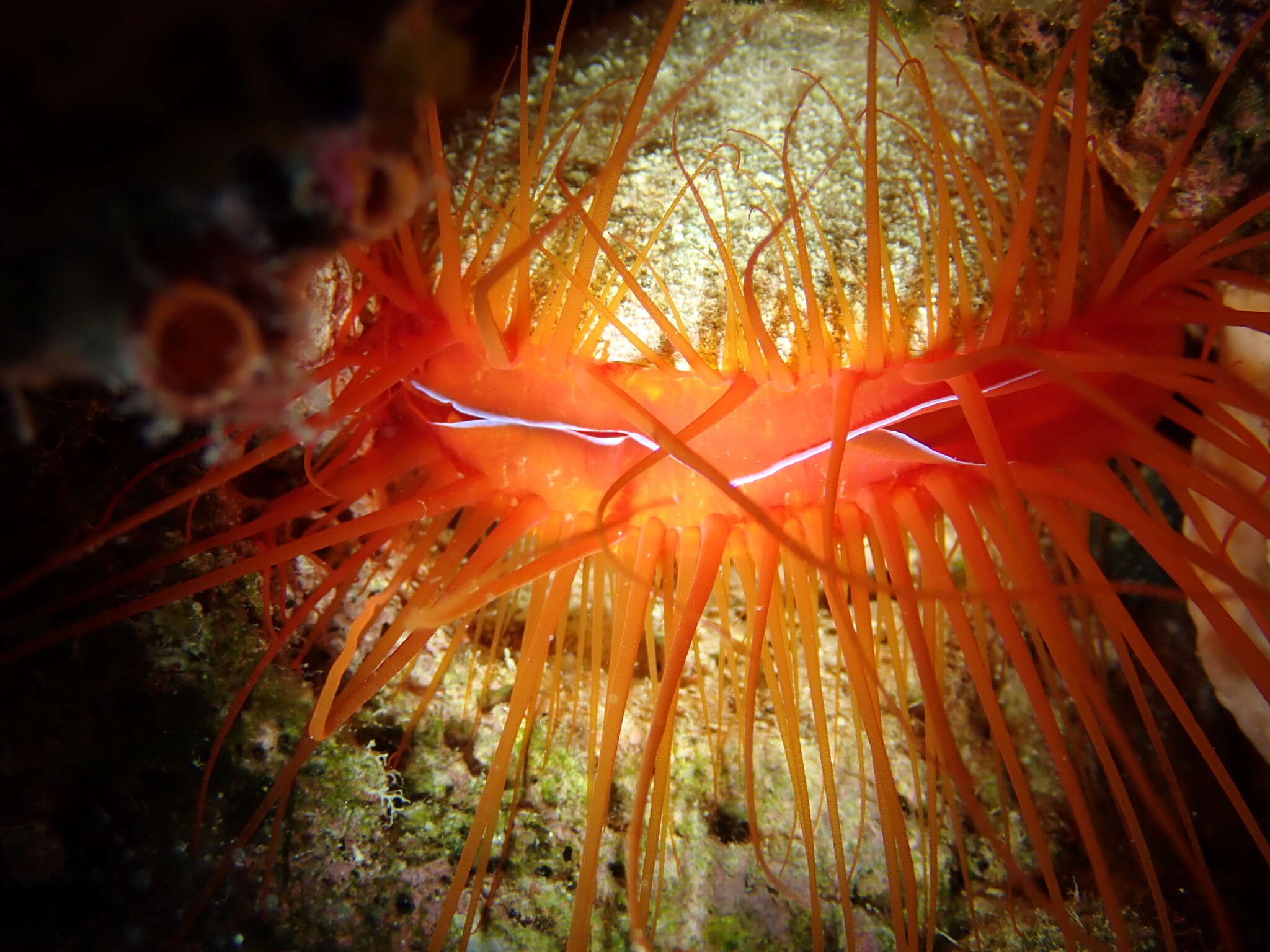 Image of Electric Flame Scallop