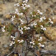 Image de Stylidium breviscapum R. Br.