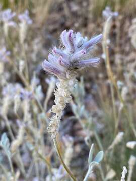 Ptilotus sessilifolius (Lindley) G. Benl的圖片