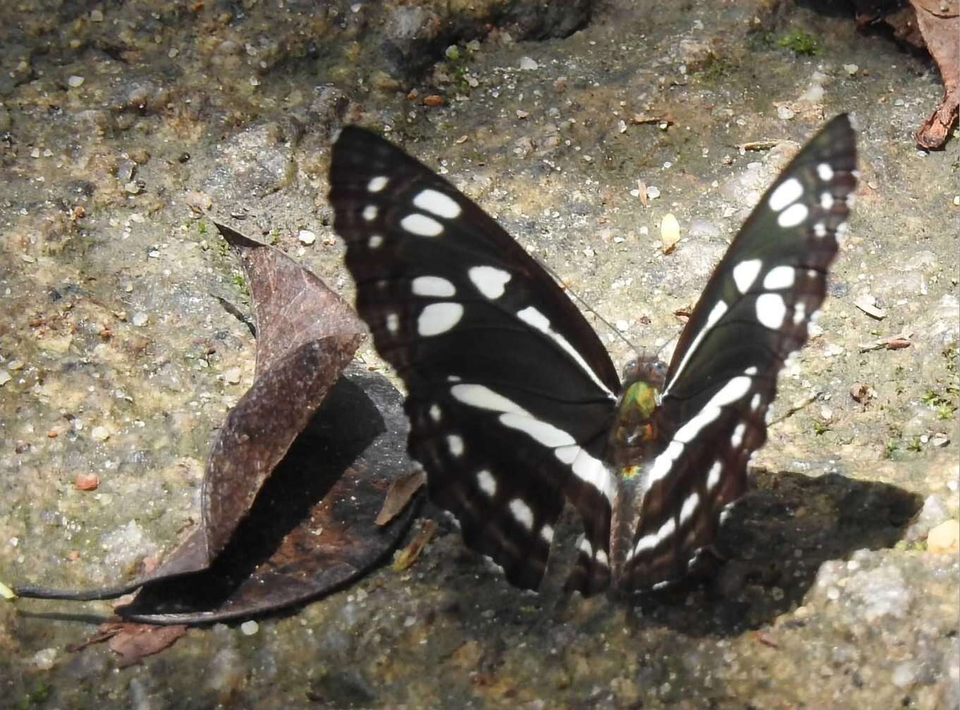 Image of Phaedyma columella Cramer 1782