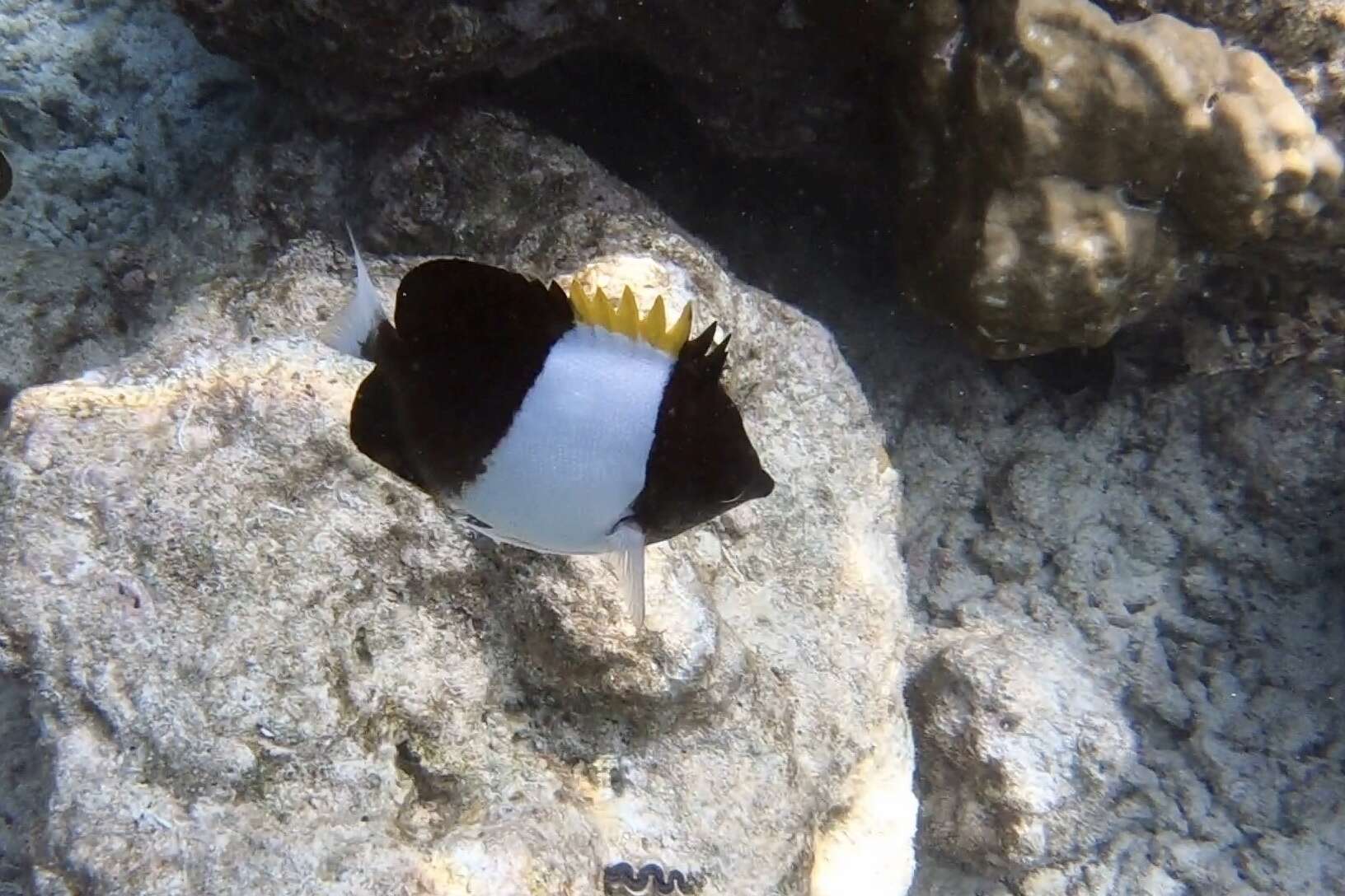 Image of Black Pyramid Butterflyfish