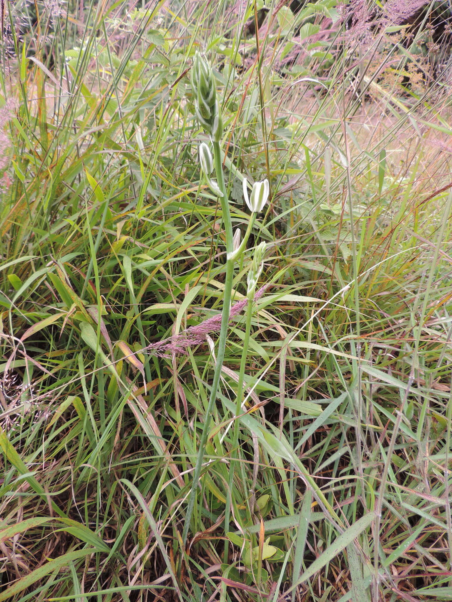 Imagem de Albuca kirkii (Baker) Brenan