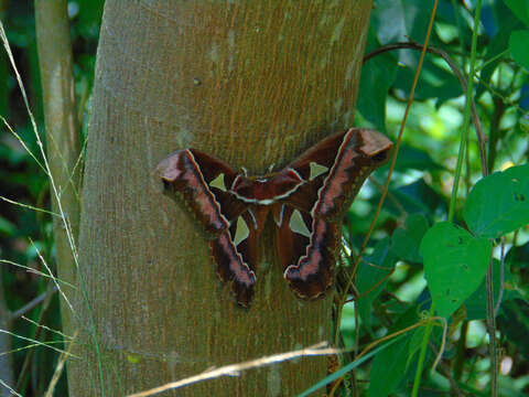 Image of Rothschildia speculifer (Walker 1855)