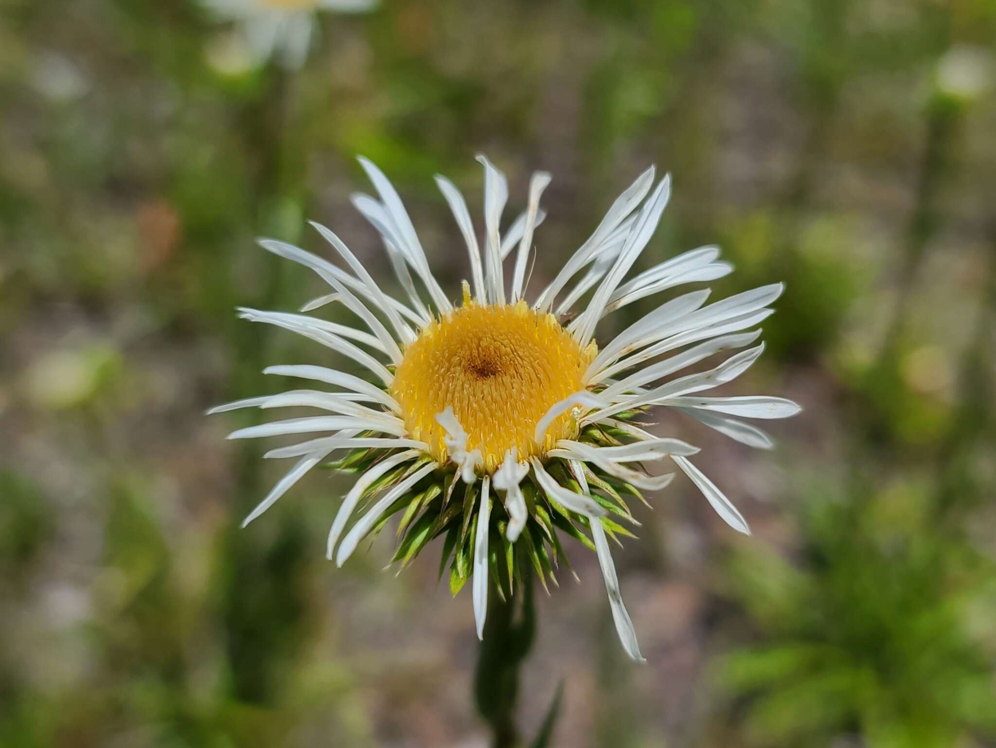 Image of Prickly Grass-Leaf-Aster