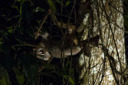 Image of Ashy Slow Loris