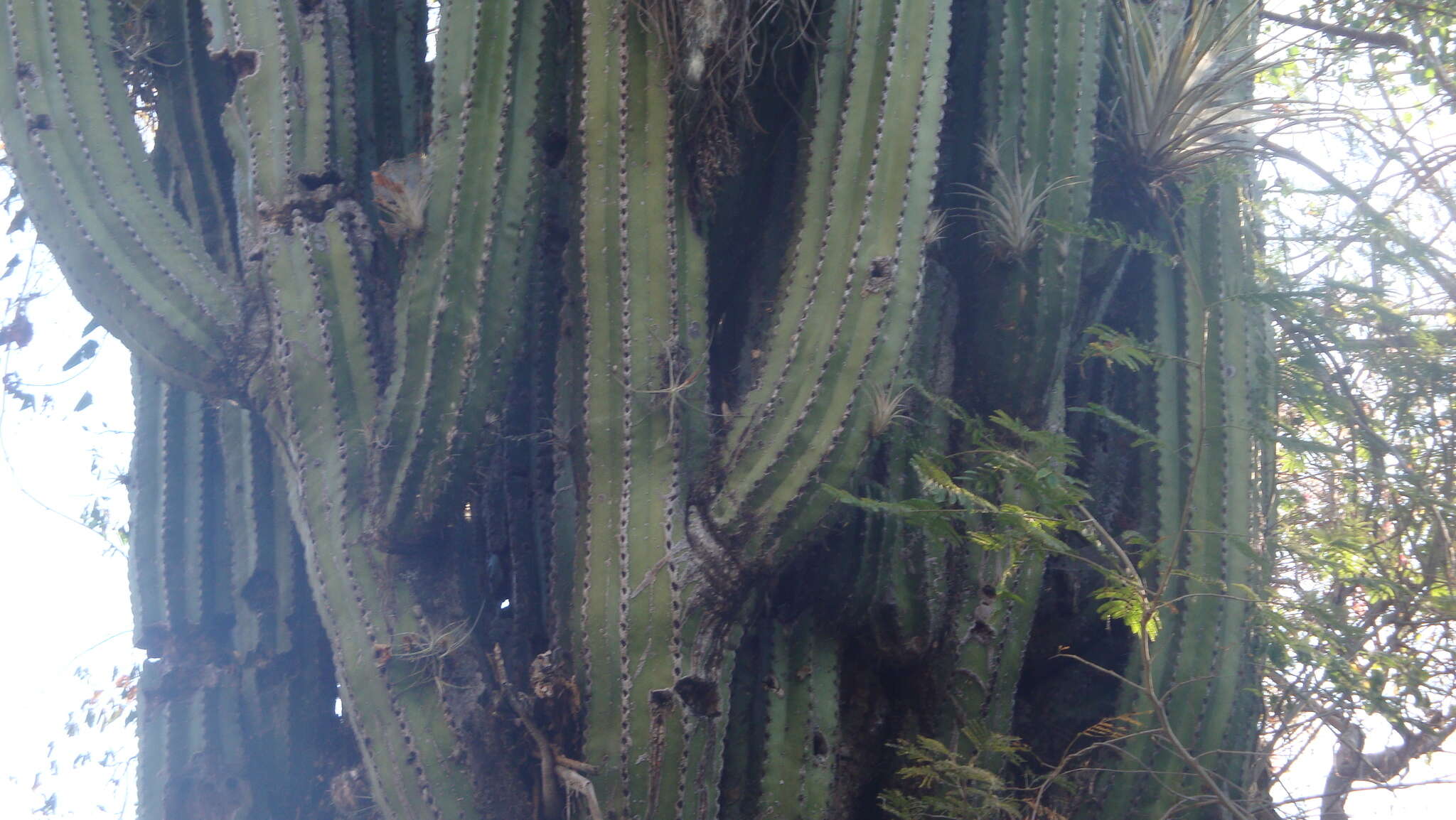 Image of Pachycereus grandis Rose