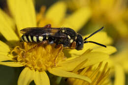 Image of Nomada flavopicta (Kirby 1802)