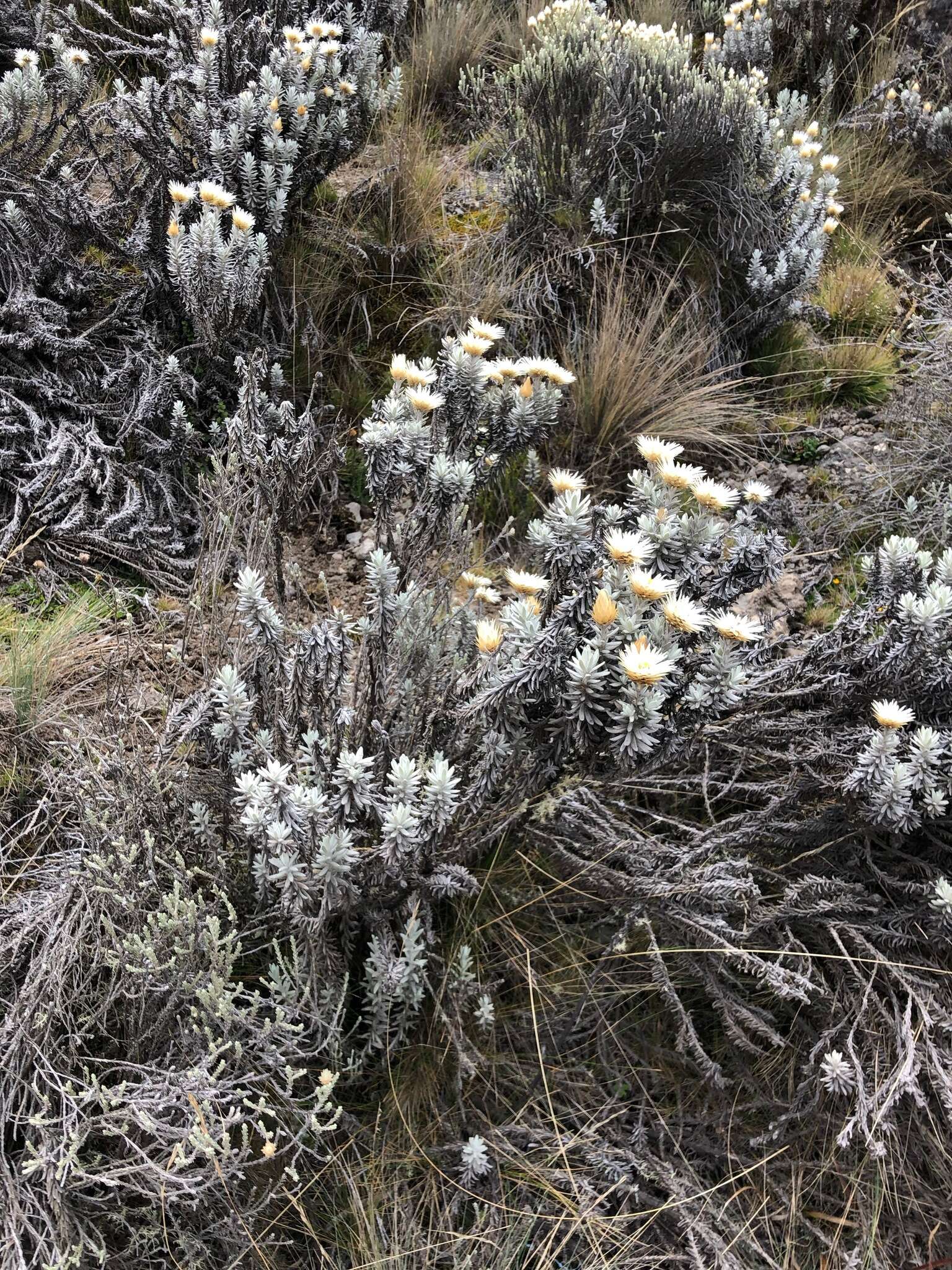 Image of Helichrysum newii Oliv. & Hiern