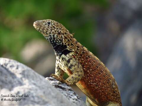 Image of Hood Lava Lizard