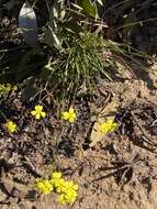 Image of Goodenia berardiana (Gaud.) R. C. Carolin