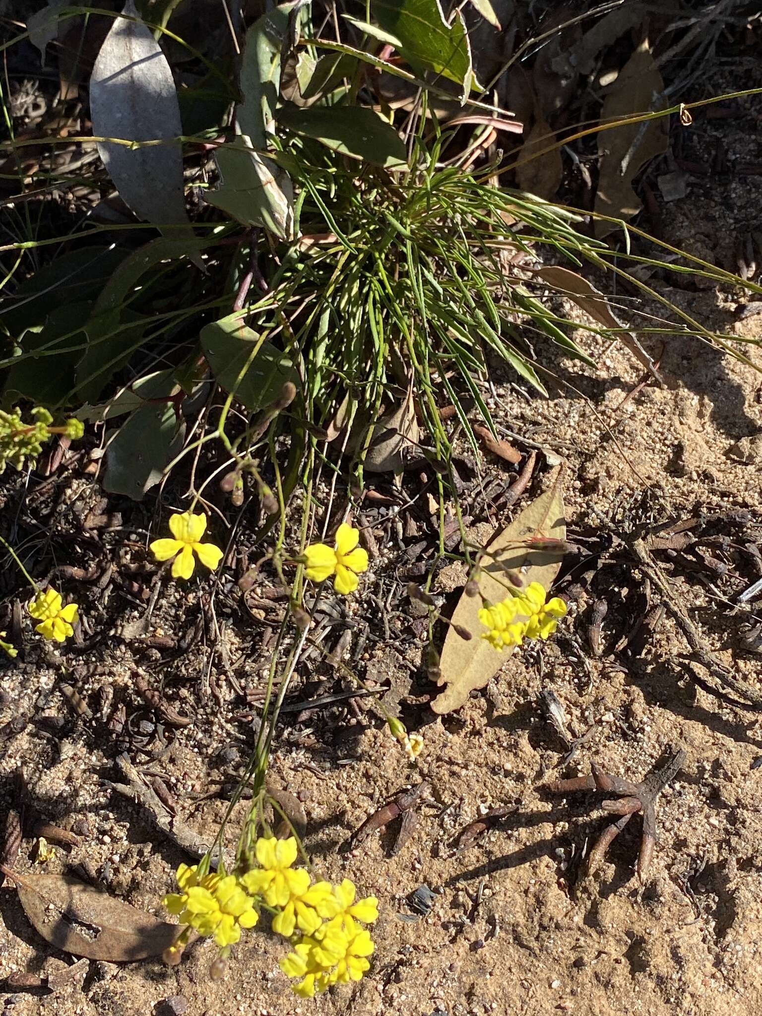 Image of Goodenia berardiana (Gaud.) R. C. Carolin