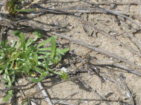 Слика од Plagiobothrys humistratus (Greene) I. M. Johnst.