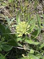 Image of sidecluster milkweed