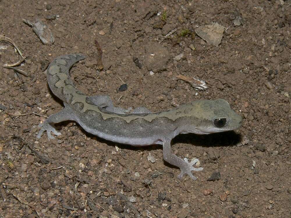 Image of Diplodactylus vittatus Gray 1832