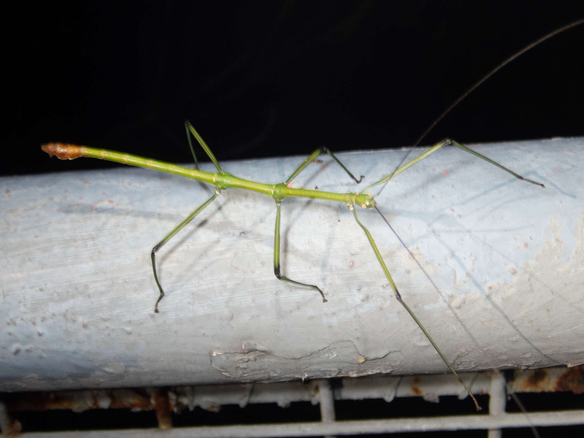 Image of Phraortes stomphax (Westwood 1859)