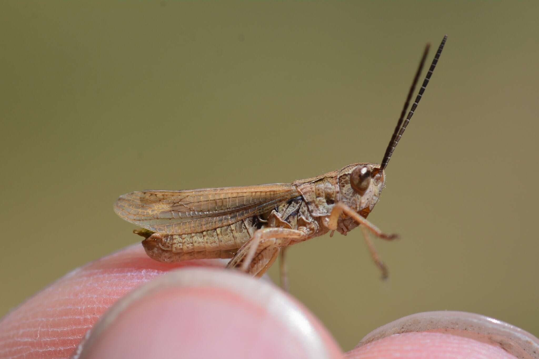 Chorthippus (Glyptobothrus) apricarius subsp. apricarius (Linnaeus 1758) resmi