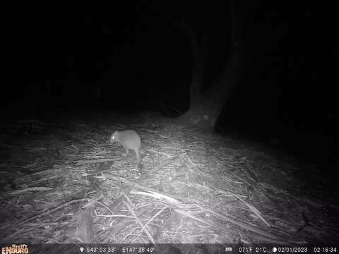 Image of Eastern Bettong