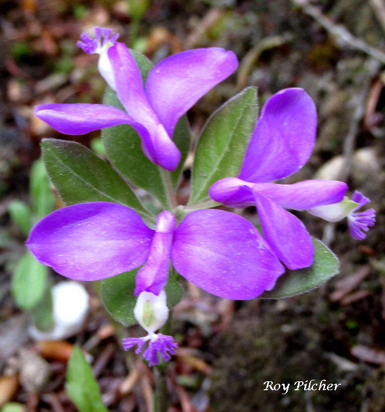 Image de Polygaloides paucifolia (Willd.) J. R. Abbott