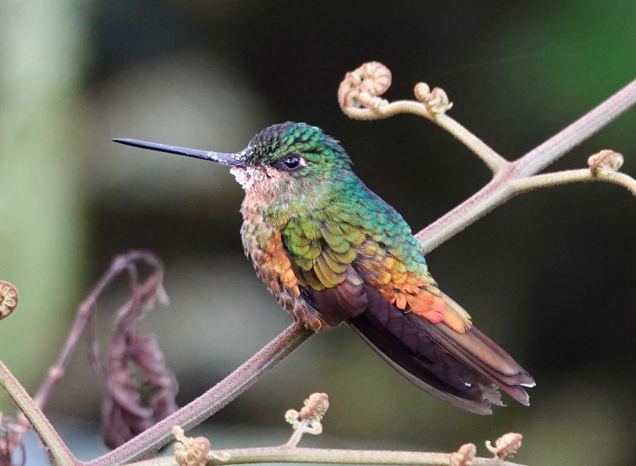 Image of Golden-bellied Starfrontlet