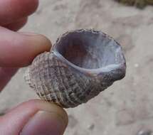 Image of scaly dogwhelk