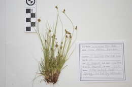 Image of northern sedge