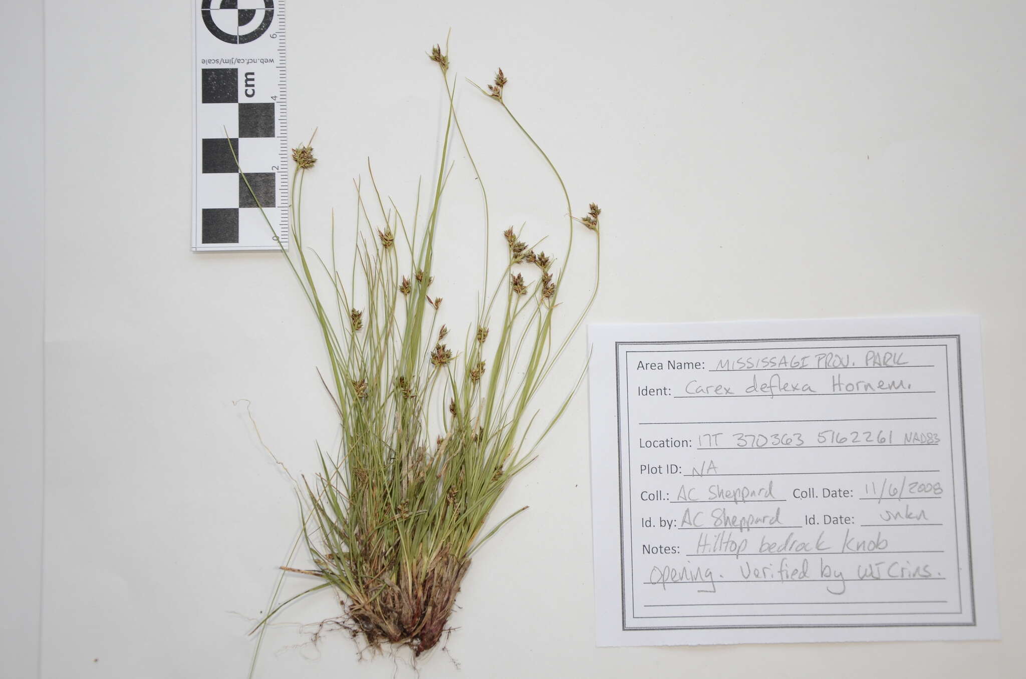 Image of northern sedge