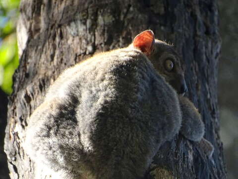 Image of Randrianasolo's Sportive Lemur