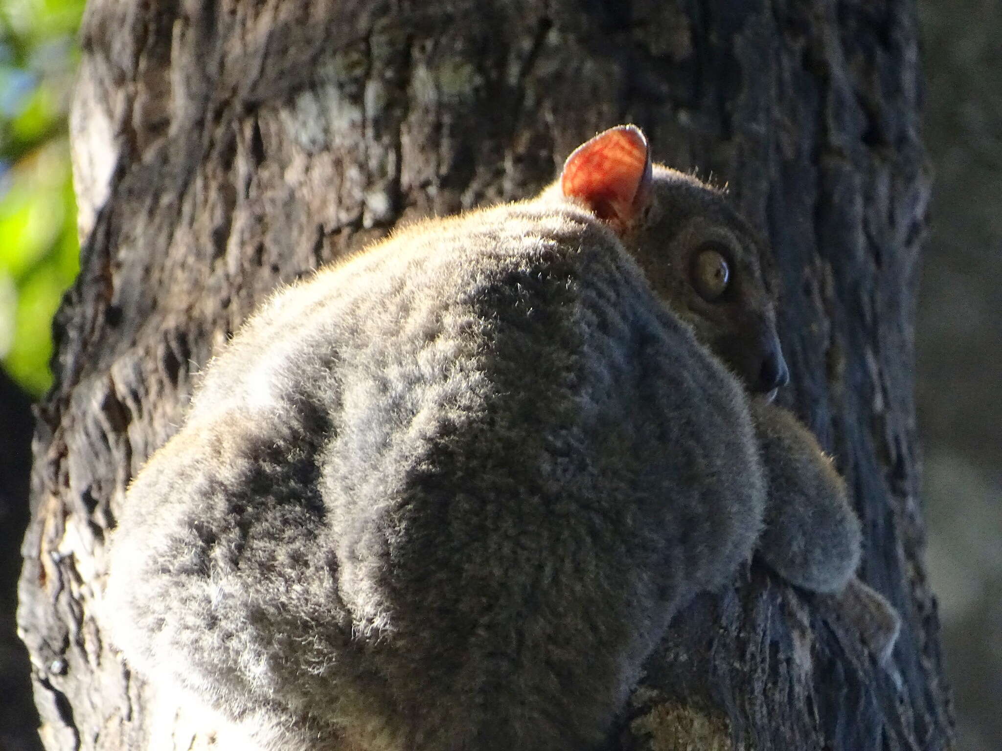 Lepilemur randrianasoloi Andriaholinirina, Fausser, Roos, Zinner, Thalmann, Rabarivola & Ravaoarimanana et al. 2017的圖片