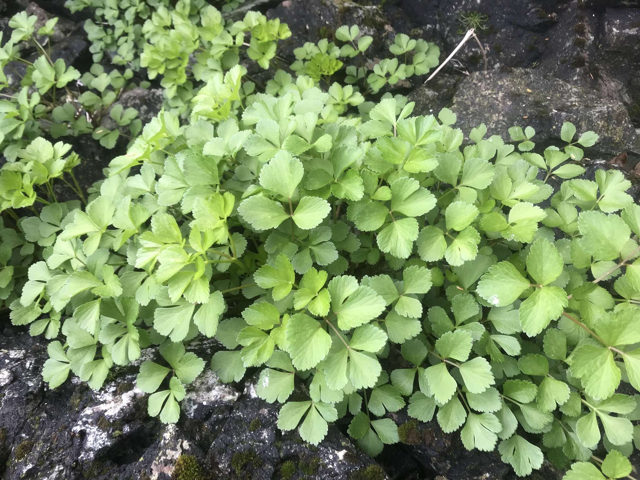 Ligusticum scoticum L. resmi