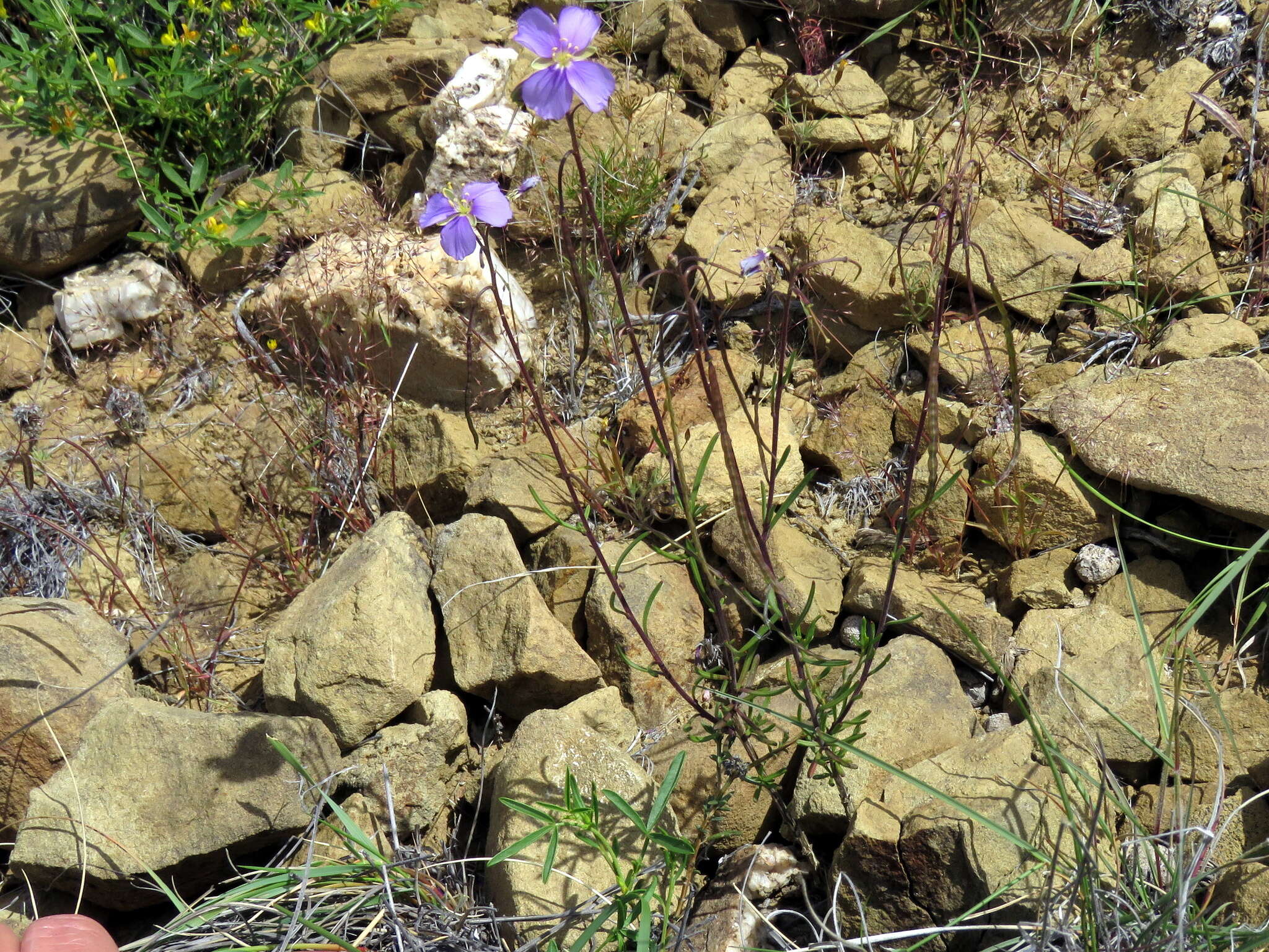 Image of Heliophila suavissima Burch. ex DC.