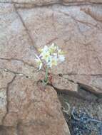 Image of Ornithogalum pruinosum F. M. Leight.