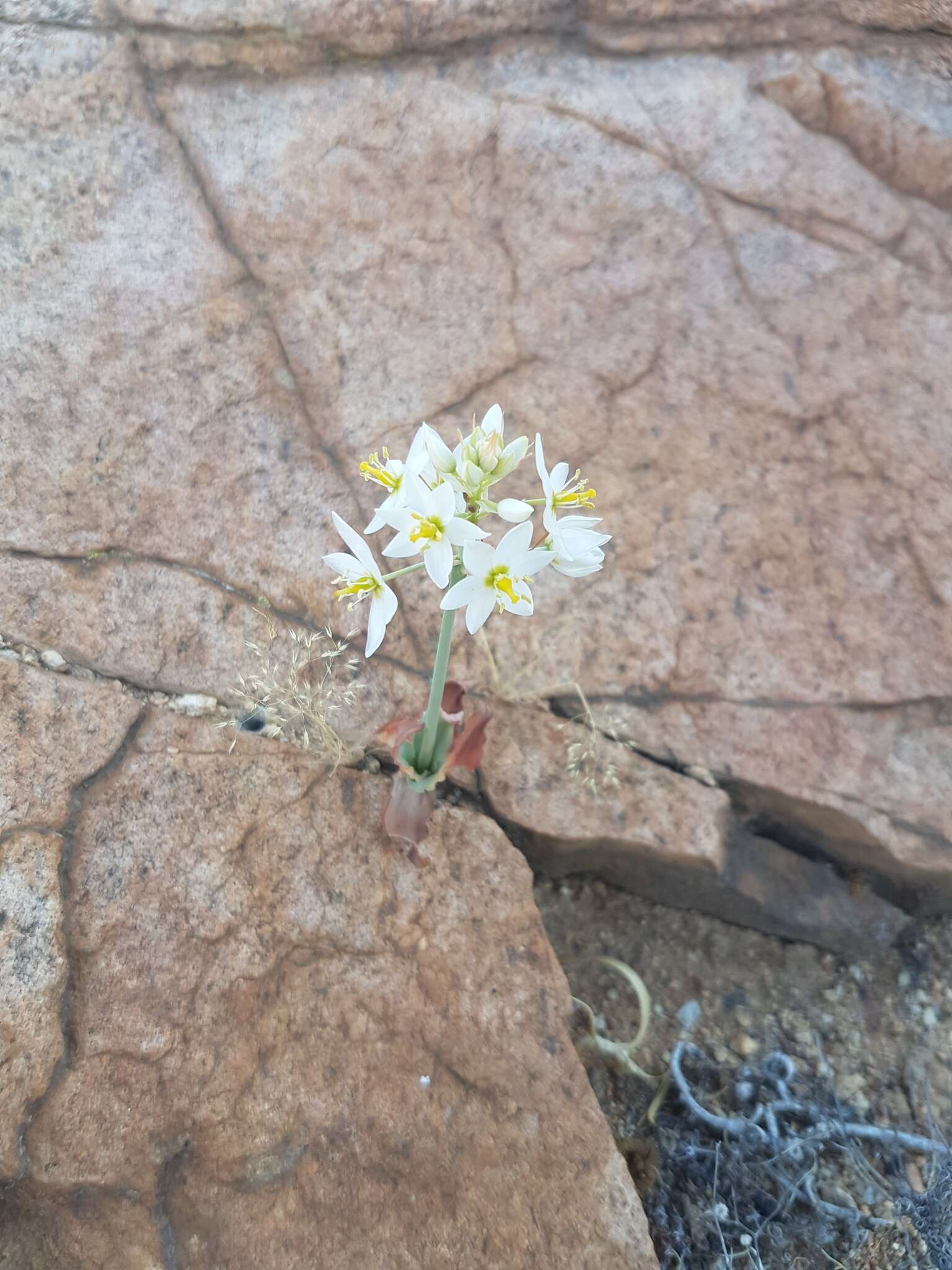 Image of Ornithogalum pruinosum F. M. Leight.