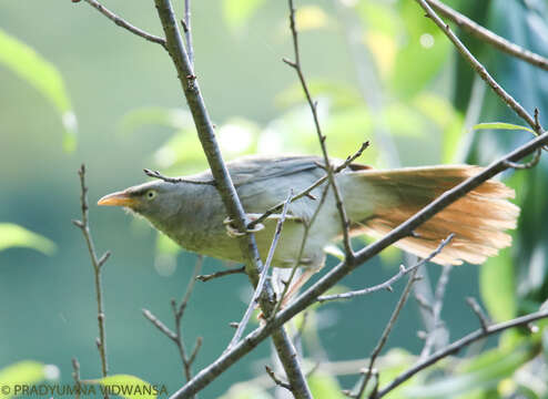 Image of Jungle Babbler