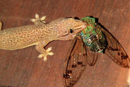 Image of Bogert's Gecko